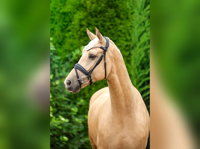 Rheinländer Castrone 5 Anni 169 cm Palomino in Tespe