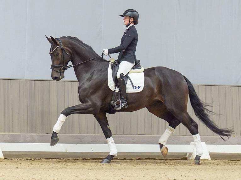 Rheinländer Castrone 5 Anni 177 cm Baio in Mnster-Handorf