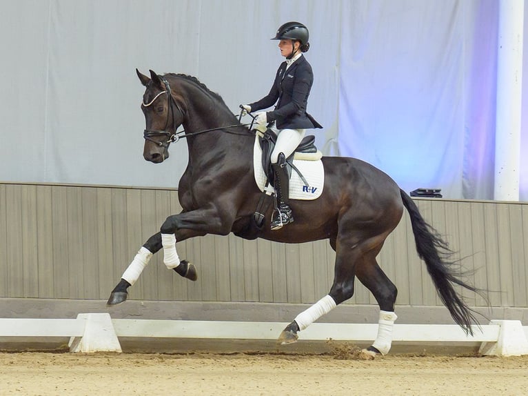 Rheinländer Castrone 5 Anni 177 cm Baio in Mnster-Handorf
