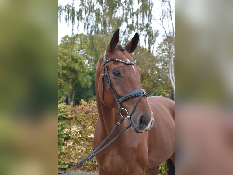 Rheinländer Castrone 5 Anni 178 cm Baio in Melle