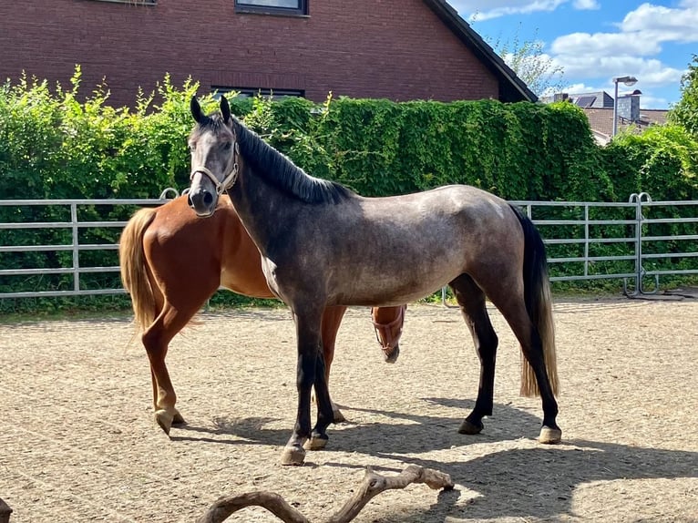 Rheinländer Castrone 6 Anni 152 cm Grigio in Braunschweig