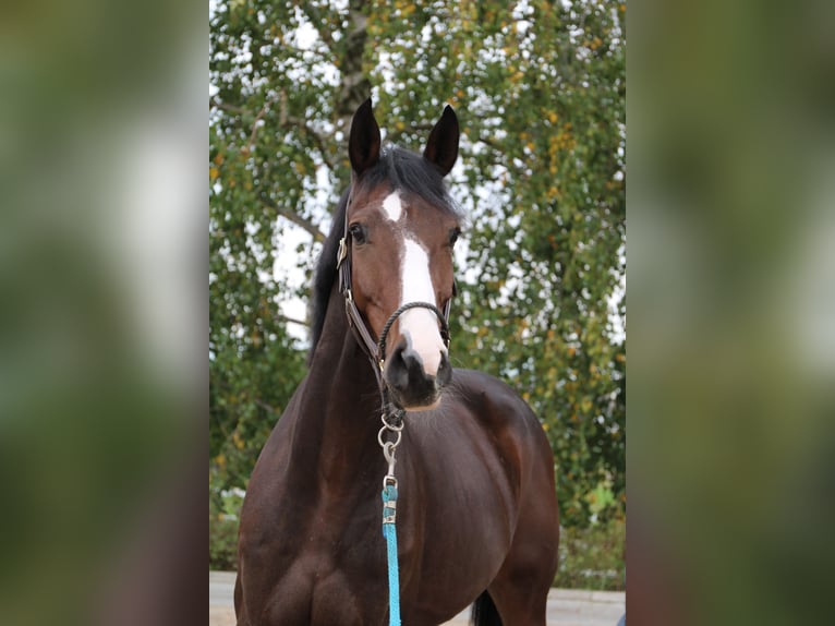 Rheinländer Castrone 6 Anni 164 cm Baio in Monheim am Rhein