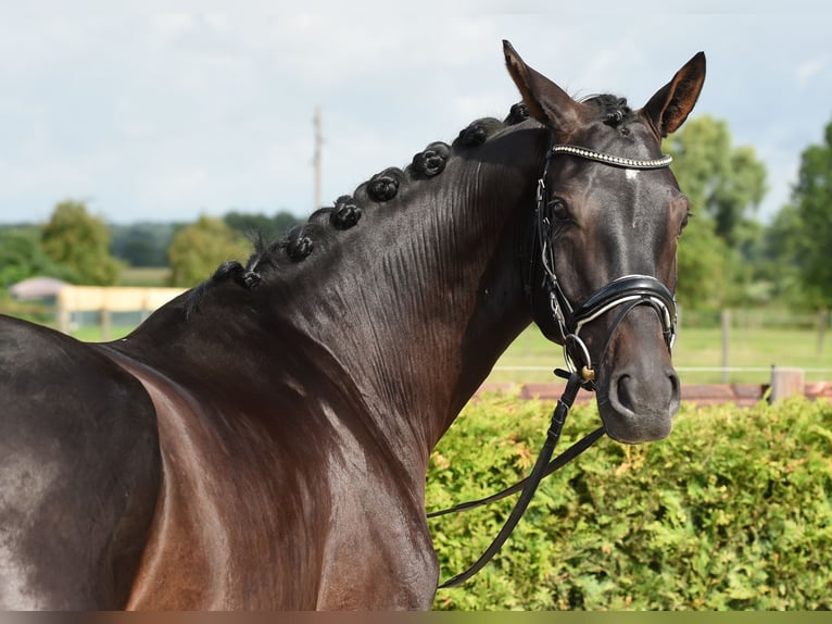 Rheinländer Castrone 6 Anni 168 cm Morello in Tiddische