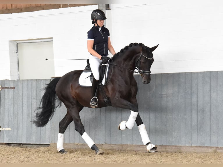 Rheinländer Castrone 6 Anni 168 cm Morello in Tiddische