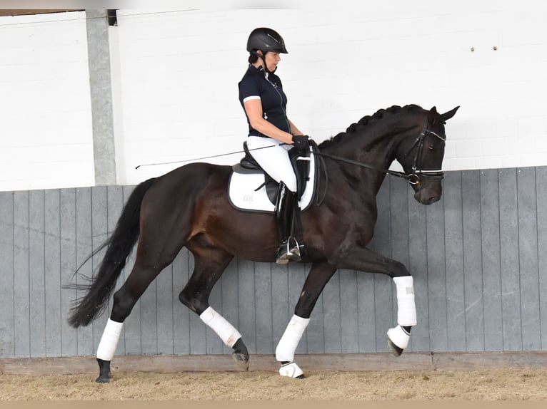 Rheinländer Castrone 6 Anni 168 cm Morello in Tiddische