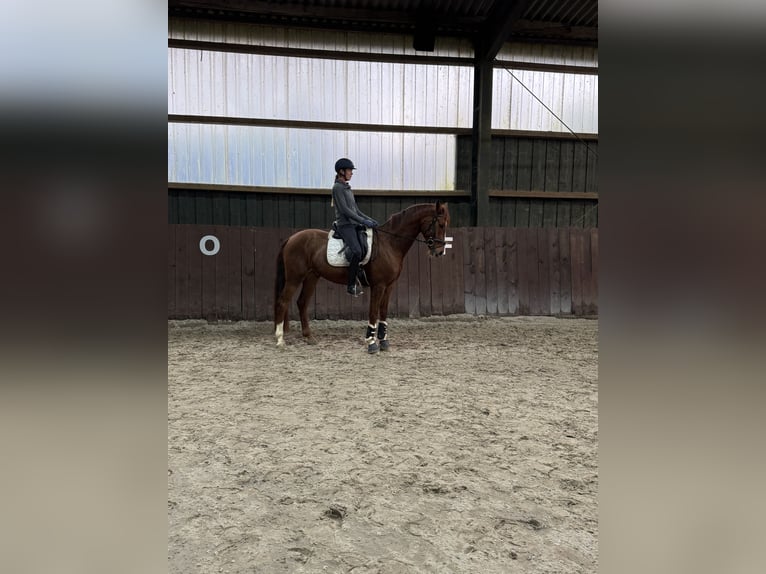 Rheinländer Castrone 6 Anni 168 cm Sauro in Westerkappeln