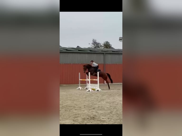 Rheinländer Castrone 6 Anni 168 cm Sauro in Herten