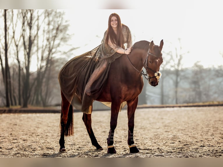 Rheinländer Castrone 6 Anni 168 cm Sauro in Herten