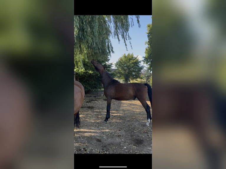 Rheinländer Castrone 6 Anni 169 cm Baio scuro in Rubkow