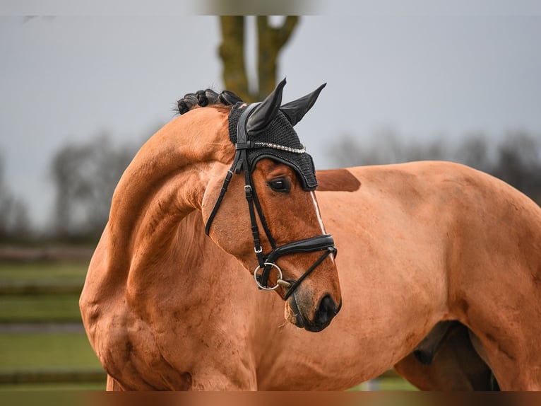 Rheinländer Castrone 6 Anni 172 cm Baio in Riedstadt