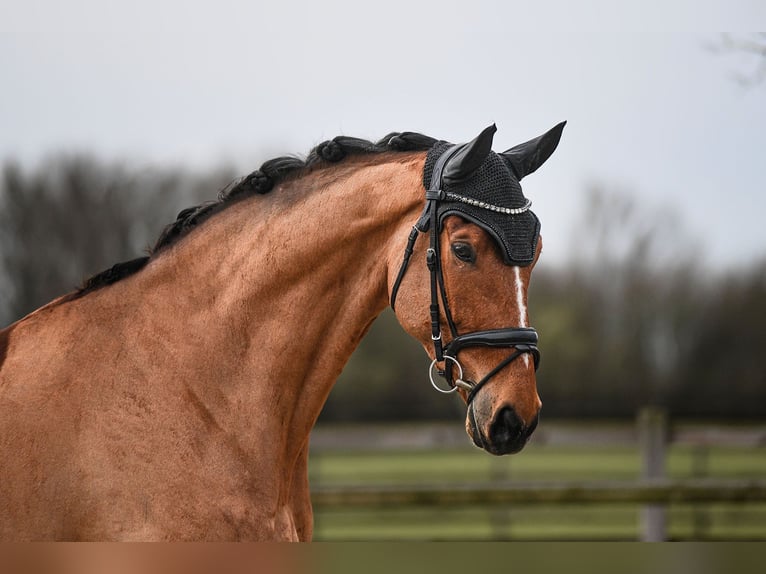 Rheinländer Castrone 6 Anni 172 cm Baio in Riedstadt