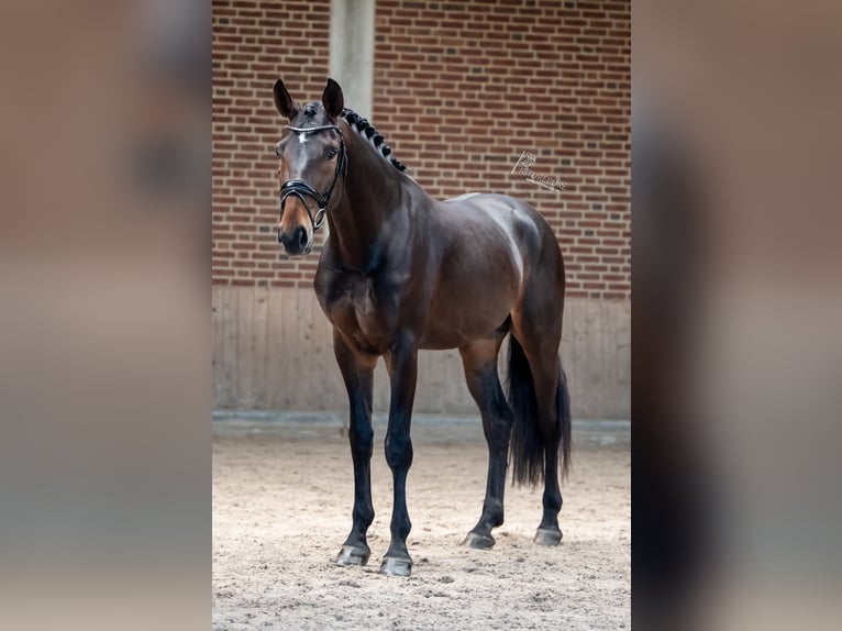 Rheinländer Castrone 6 Anni 172 cm Baio scuro in Goch