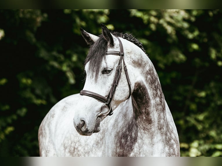 Rheinländer Castrone 6 Anni 172 cm Grigio in Riedstadt