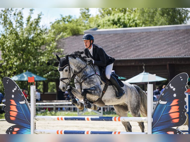 Rheinländer Castrone 6 Anni 172 cm Grigio in Riedstadt