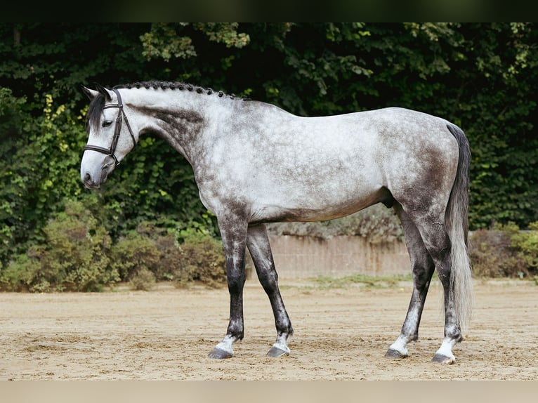 Rheinländer Castrone 6 Anni 172 cm Grigio in Riedstadt