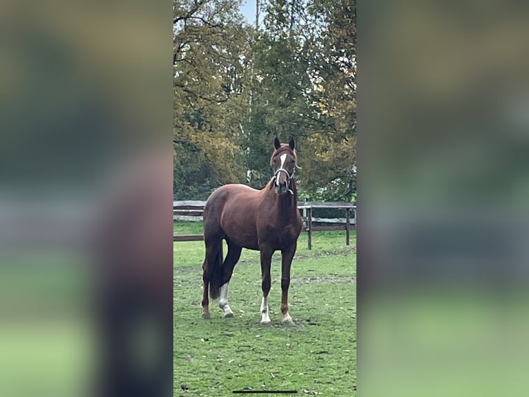 Rheinländer Castrone 6 Anni 172 cm Sauro scuro in Wesel
