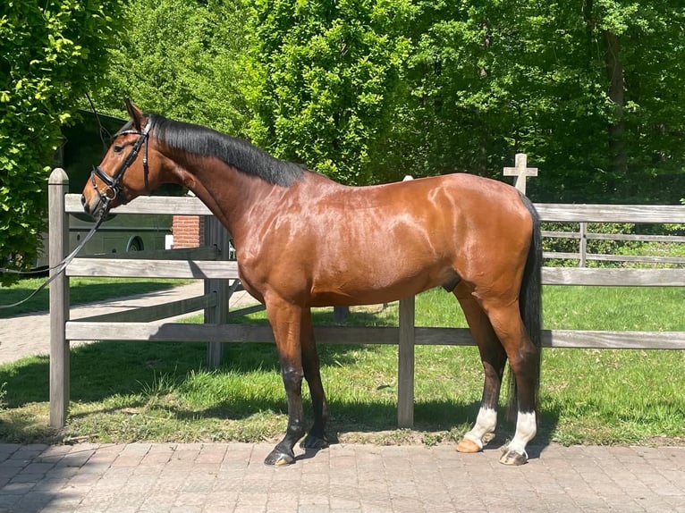 Rheinländer Castrone 6 Anni 174 cm Baio in Havixbeck