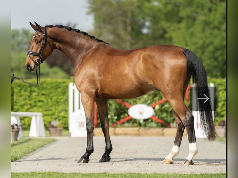 Rheinländer Castrone 6 Anni 174 cm Baio in Havixbeck