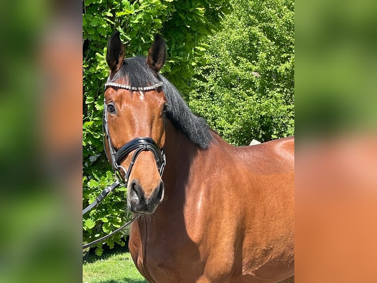 Rheinländer Castrone 6 Anni 174 cm Baio in Havixbeck