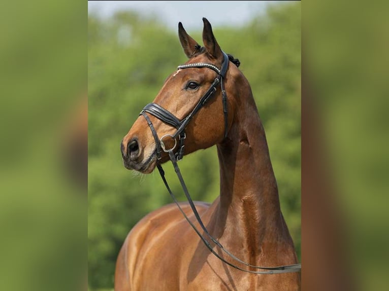 Rheinländer Castrone 6 Anni 174 cm Baio in Havixbeck