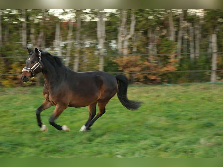 Rheinländer Mix Castrone 7 Anni 151 cm Baio in Leinfelden-Echterdingen