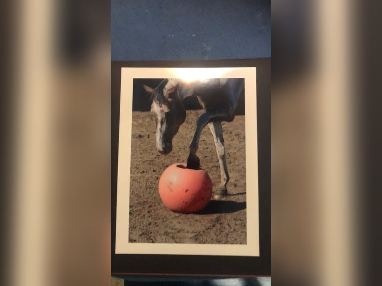 Rheinländer Castrone 7 Anni 159 cm Pezzato in Essen