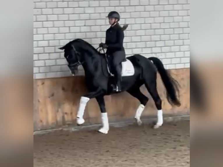 Rheinländer Castrone 7 Anni 169 cm Baio nero in WürselenWürselen