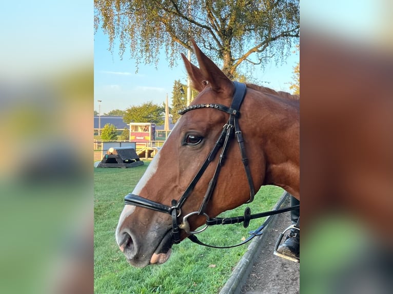 Rheinländer Castrone 7 Anni 169 cm Sauro in Mettmann