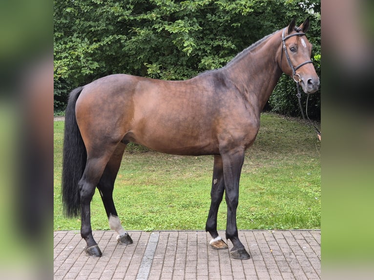 Rheinländer Castrone 7 Anni 170 cm Baio in Willich