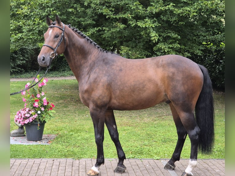 Rheinländer Castrone 7 Anni 170 cm Baio in Willich