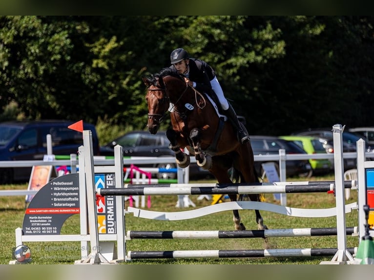 Rheinländer Castrone 7 Anni 175 cm Baio in Hamburg