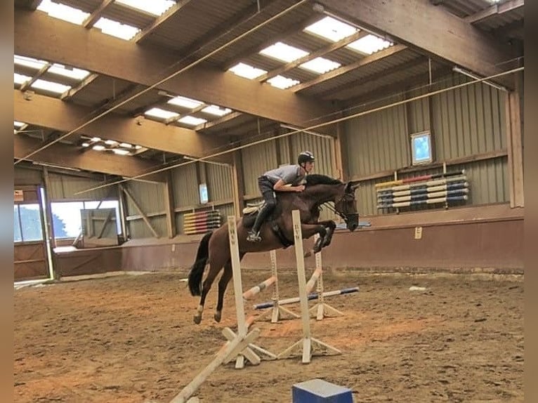 Rheinländer Castrone 7 Anni 175 cm Baio in Hamburg