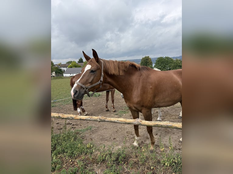 Rheinländer Castrone 7 Anni 180 cm  in Hennef