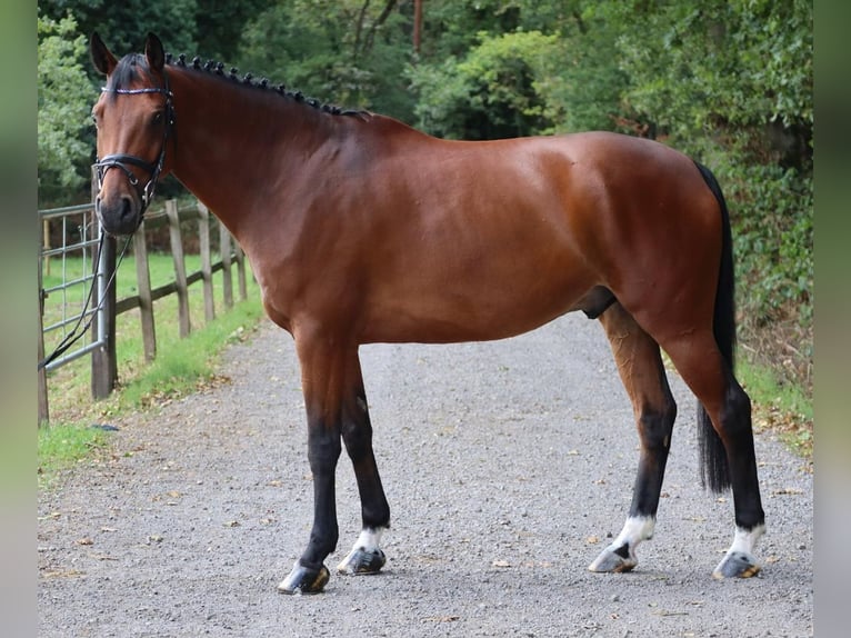 Rheinländer Castrone 8 Anni 161 cm Baio in Nettetal