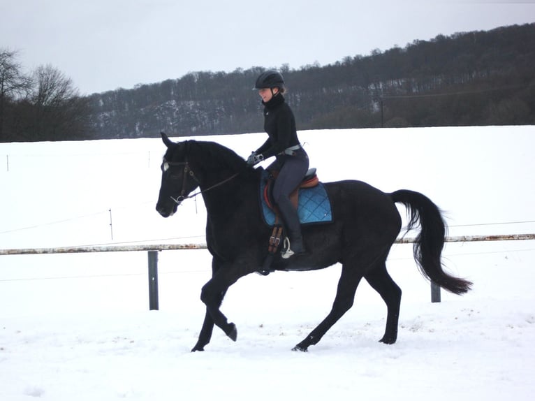 Rheinländer Castrone 8 Anni 166 cm Baio scuro in Westerburg