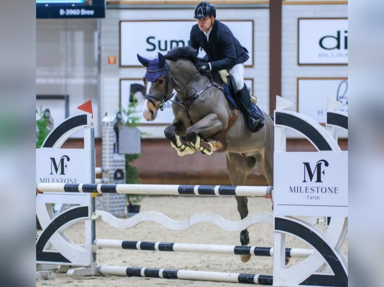 Rheinländer Castrone 8 Anni 168 cm Baio in Goch