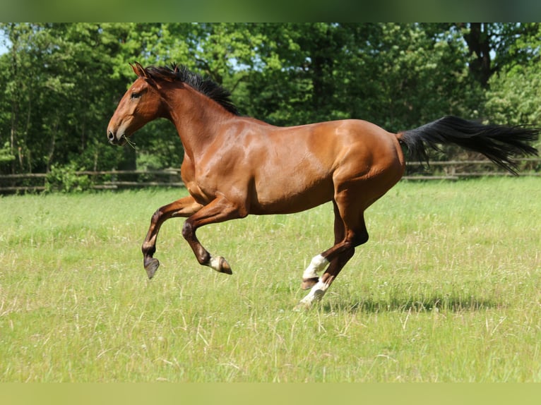 Rheinländer Castrone 8 Anni 170 cm Baio in Woltersdorf