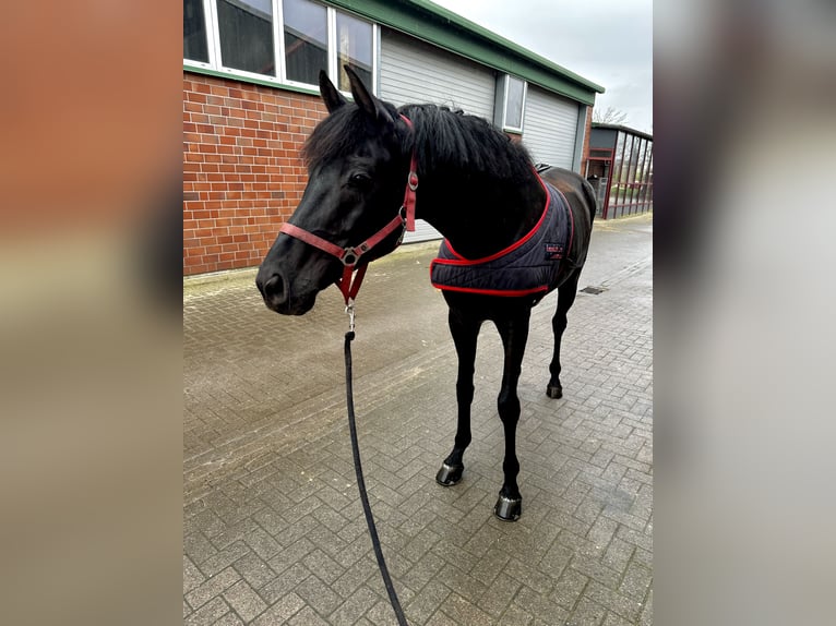 Rheinländer Castrone 8 Anni 170 cm Morello in Stade