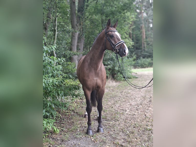 Rheinländer Castrone 8 Anni 172 cm Baio scuro in Barenburg
