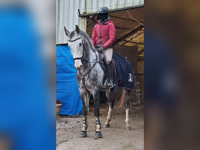 Rheinländer Castrone 8 Anni 172 cm Grigio in Grevenbroich