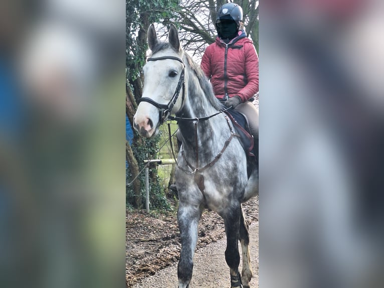 Rheinländer Castrone 8 Anni 172 cm Grigio in Grevenbroich