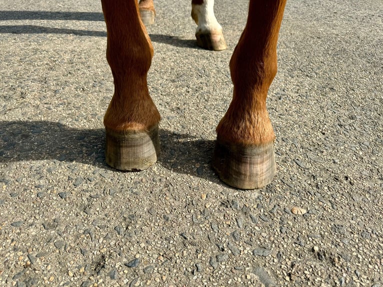 Rheinländer Castrone 8 Anni 172 cm Sauro in Schleiden