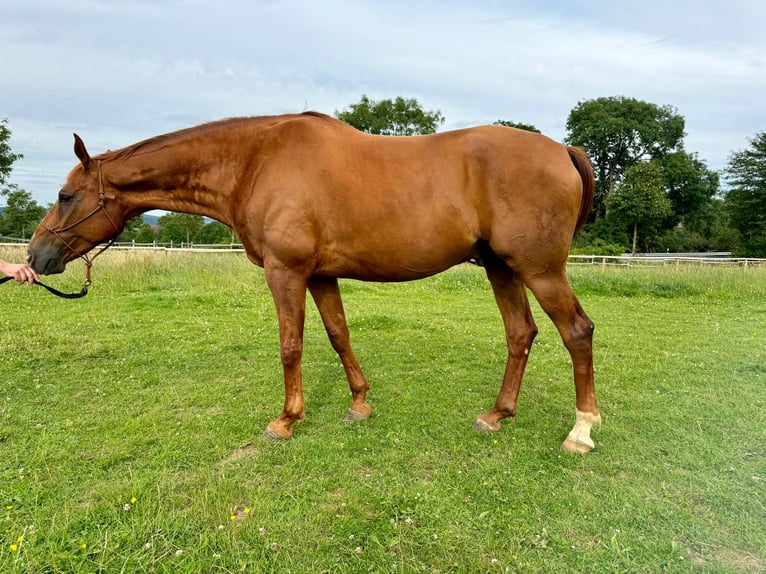 Rheinländer Castrone 8 Anni 172 cm Sauro in Schleiden