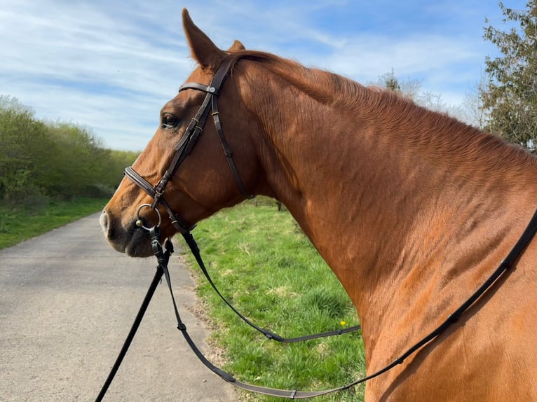 Rheinländer Castrone 8 Anni 172 cm Sauro in Schleiden