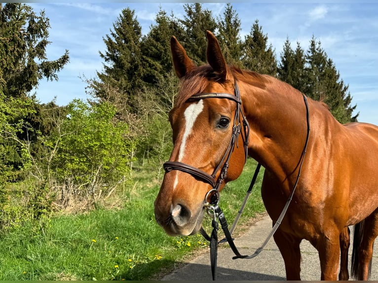 Rheinländer Castrone 8 Anni 172 cm Sauro in Schleiden