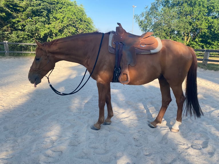 Rheinländer Castrone 8 Anni 172 cm Sauro in Schleiden