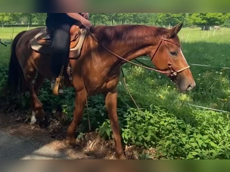 Rheinländer Castrone 8 Anni 172 cm Sauro in Schleiden