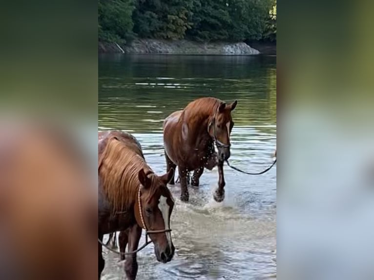 Rheinländer Castrone 8 Anni 172 cm Sauro in Schleiden