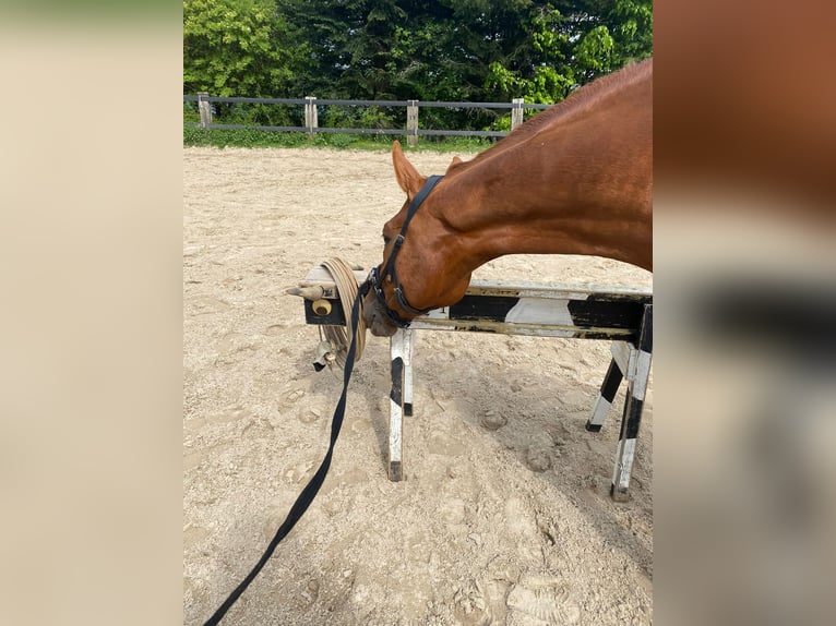 Rheinländer Castrone 8 Anni 172 cm Sauro in Schleiden