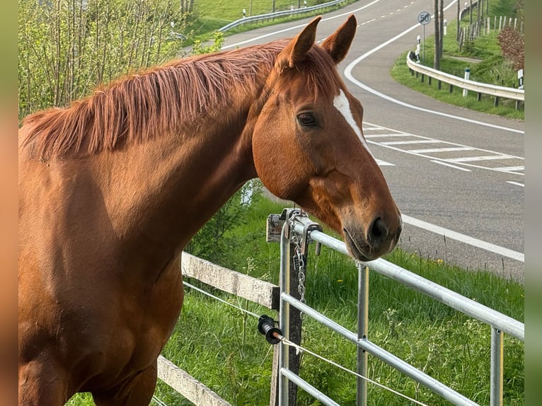 Rheinländer Castrone 8 Anni 172 cm Sauro in Schleiden